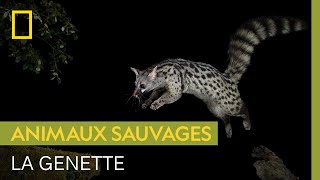 Connaissezvous la genette petit carnivore nocturne très agile [upl. by Beitz275]