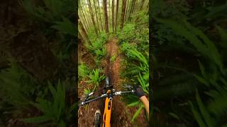 Mountain Biker rides through a gorgeous forest in Vancouver Island [upl. by Akehsar801]