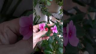 Health Benefit of flower periwinkle youtubeshorts viralshorts [upl. by Ottavia]