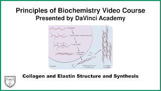 Collagen and Elastin Structure and Synthesis Molecular Biology 10 of 11 [upl. by Ssepmet517]