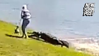 NEW VIDEO terrifying moment 700pound alligator kills Florida woman 85  New York Post [upl. by Attekahs]