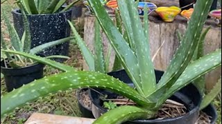 Pemberian nutrisi aloe vera rumahan satu minggu satu kali fypシ゚viral plants fyp [upl. by Anihs]