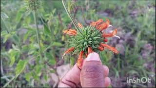 Leonotis nepetifolia diagramsnotesverticillaster [upl. by Griffith765]