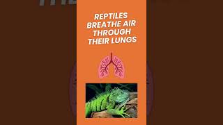 What is a Reptile Characteristics of a Reptile  Science for Kids  Animal Groups animalfacts [upl. by Steady]