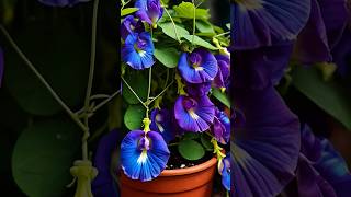 Butterfly pea plant care tips ButterflyPea gardeningTips trending viralshorts ytshorts garden [upl. by Ydnar421]