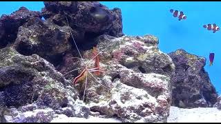 Cleaner Shrimp cleaning Flame Hawk fish [upl. by Airtina895]