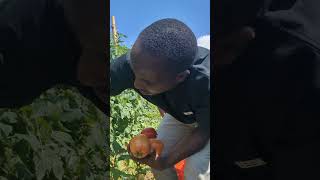 How we enjoy harvest 😀 Tomato Captain F1 [upl. by Paschasia]