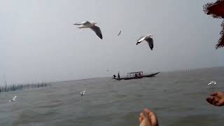 Boat ride in Chilika lake Orissa [upl. by Vivian747]