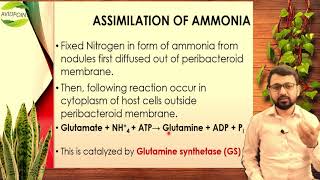 Assimilation of N in Plants Conversion of fixed N in form of Ammonia into Organic Nitrogen URDU [upl. by Fiorenze]