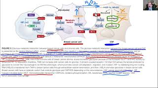 What difference between Warburg amp Reverse Warburg effect in cancer [upl. by Barcot]