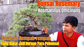 Bonsai Rosemary Rosmarinus OfficinalisTanaman RempahRempah Yang Bakal Jadi Buruan Pebonsai [upl. by Xever]