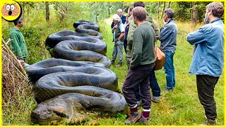 10 Vreemde Ontdekkingen in het Amazoneregenwoud [upl. by Edahsalof792]