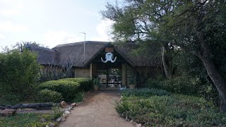 Kambaku Safari Lodge Timbavati Private Nature Reserve [upl. by Airdua469]