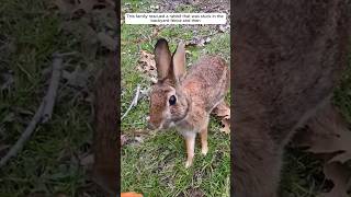 This family rescued a rabbit that was stuck in the backyard fence and then animalshorts [upl. by Bocaj]