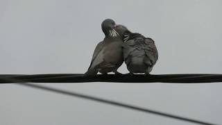 Wood Pigeons on a Wire [upl. by Pawsner]