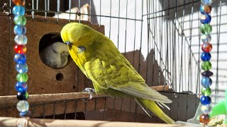 Birds Singing  Relaxing For Sounds Meditation Morning Budgies Bird Chirping [upl. by Arramat]