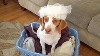 Dog Loves Dryer Sheets  Cute Dog Maymo [upl. by Atnima]