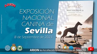 Exposición Nacional Canina de Sevilla 2024 [upl. by Assenev668]