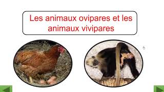 La reproduction chez les animaux  Ovipares et vivipares [upl. by Lemmueu]