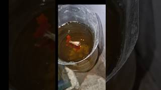 Making new tool 🔧  for my betta fish bottle minivlogsubscribeshortsviralshortspetmedia [upl. by Bunns]