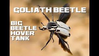 10 Goliath Beetle Facts  Big Beetle Hover Tank  Animal a Day [upl. by Esiuolyram]