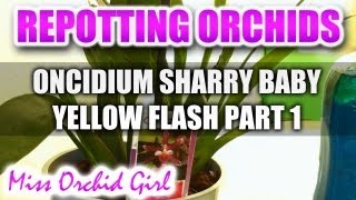 Repotting Orchids  Oncidium Sharry Baby Yellow Flash Part 1 [upl. by Vashtia]