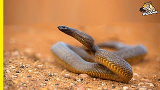 The Inland Taipan Nothing More Dangerous Worlds Most Venomous Snake Inland Taipan Documentary [upl. by Driscoll]