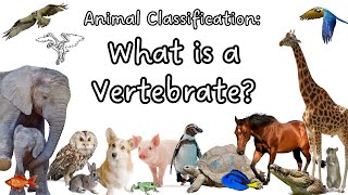 What is a Vertebrate Animal Classification  Kids Science Lesson  Characteristics of Vertebrates [upl. by Asare]