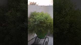 Asparagus fern on a cute stand 🪴 youtubeshorts youtube ytshorts green asparagusfern cutestand [upl. by Launame]