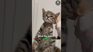 Kedilerin Hareketsiz Bırakan Düğme 🐈👆😱 [upl. by Serolod]