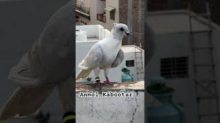 🤪Kashni pated chotidaar kabootarbazi kabootar pigeon birds shortsfeed shortvideo shorts [upl. by Marcile]