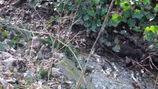 Bach und Teich im Landsberger Wald 1432014 [upl. by Harwin]