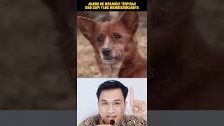 ANJING INI MENANGIS TERPISAH DARI SAPI YANG MEMBESARKANNYA‼️shorts alurcerita storytelling [upl. by Eanahc]