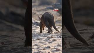 Aardvark 😍Ant eater കളെ പോലെ മറ്റൊരു ജീവി malayalam facts animals shorts aardvark [upl. by Aivan82]