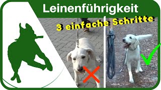 LEINENFÜHRIGKEIT dem Hund in 3 SCHRITTEN das Leine ziehen abgewöhnen  ganz einfach [upl. by Ardaid]