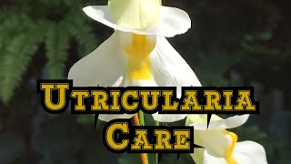 How to Grow Utricularia alpina with bloom and care tips [upl. by Annelak]