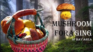 How to Forage Mushrooms Without Dying BUTTER BOLETES [upl. by Notnil]