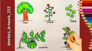 Plants Drawing  Type Of Plants drawing  Easy Tree Shrub Creeper Climber Drawing [upl. by Swor997]