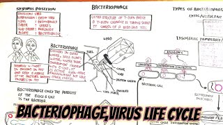 bacteriophagevirus life cycle umerfarooqbiology7083 [upl. by Cleopatre]