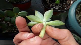 How I plant and take care of a succulent cutting with no roots🌵 [upl. by Susanna]