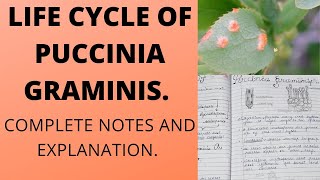 LIFE CYCLE OF PUCCINIA GRAMINISbscbotany [upl. by Olnee781]