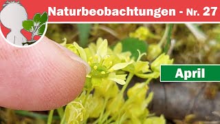 Naturbeobachtungen 27  Geschlechtswandler Ahorne und Menschenfreund Rote Taubnessel [upl. by Salas203]