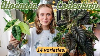 🌿 my Alocasia collection has GROWN 🌿 14 types rare  common [upl. by Karlyn124]