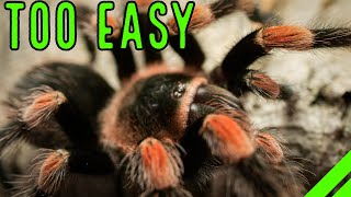 Top 10 EASY Pet Tarantulas For YOU  Low Maintenance [upl. by Amando99]