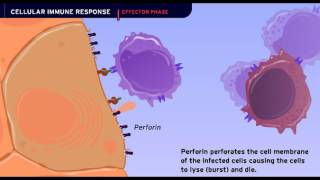 The Cellular Immune Response [upl. by Daisi]