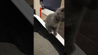 Cat litter box trending cat satisfying shorts shortvideo animals [upl. by Ahsanat]