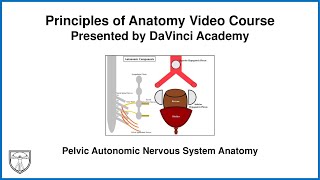 Pelvic Autonomic Nervous System Anatomy Pelvis Anatomy 3 of [upl. by Nycila]