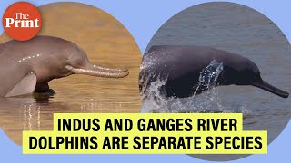 Indus and Ganges river dolphins now classified as separate species [upl. by Johannah]