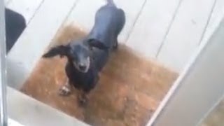 dumb wiener dog wants inside [upl. by Eboj]