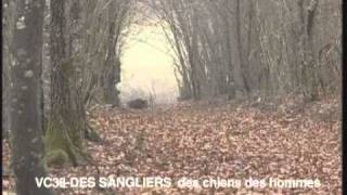 La chasse aux sangliers [upl. by Celine878]